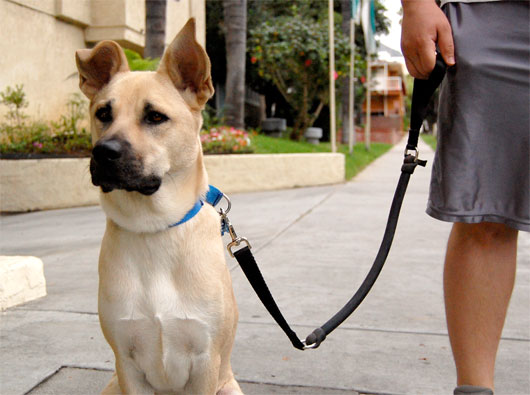 Dog with  leash