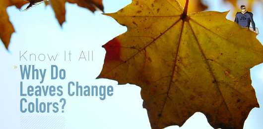 Know It All: Why Do Leaves Change Colors?
