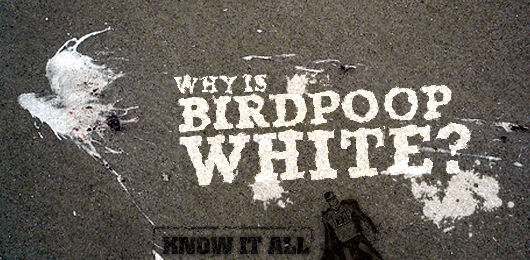 Know It All: Why is Bird Poop White?