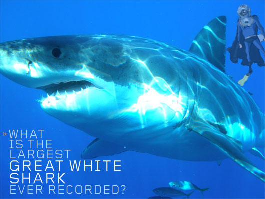What is the Largest Great White Shark Ever Recorded?
