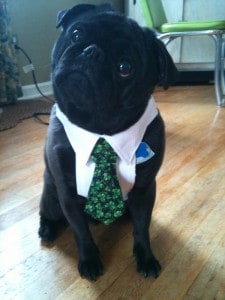 Dog wearing a tie