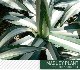 maguey plant