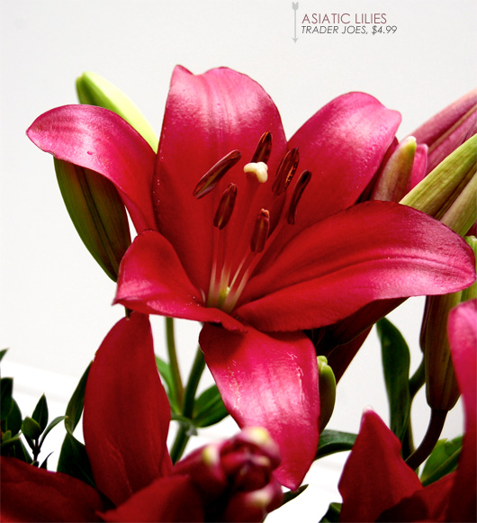 Asiatic lilies Trader Joes $4.99 with red asiatic lily flower