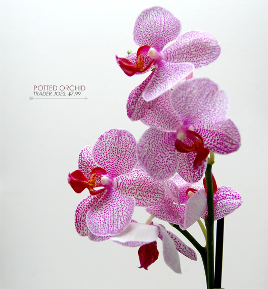 pink potted orchids