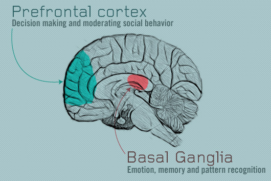 Prefrontal cortex diagram of basal ganglia