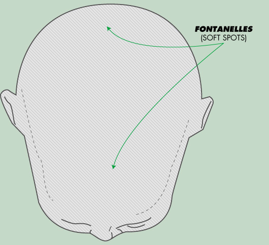 Diagram of fontanelles soft spots on baby head