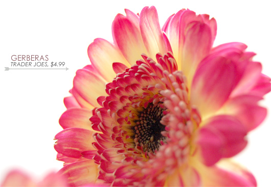 Gerberas from Trader Joes for $4.99 with a Gerbera flower image