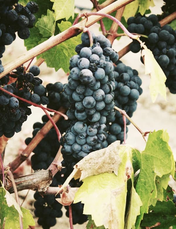 a grape vine wtih several bunches of wine grapes