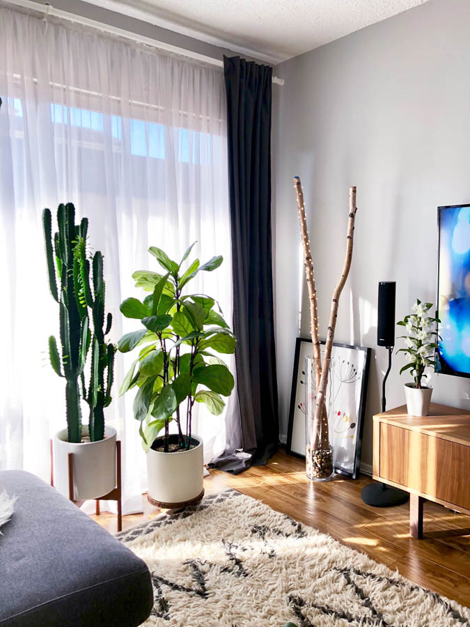 plants in apartment window euphorbia, fiddle leaf fig, orchid in bloom