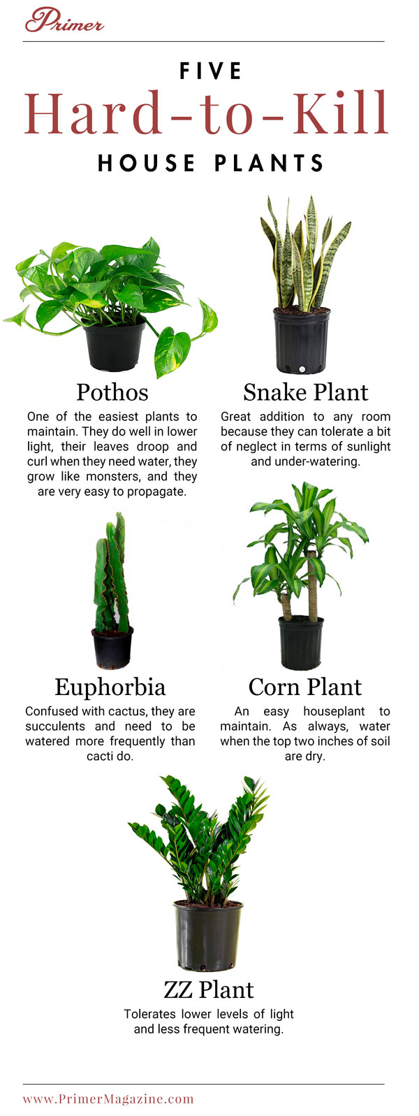 5 hard to kill house plants