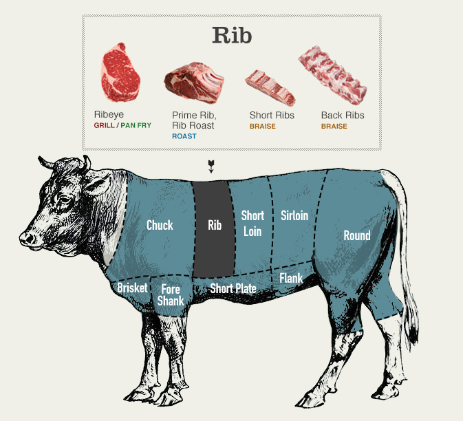 Beef cuts diagram of the rib