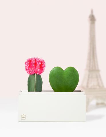 two mini cactus plants in a planter from lulas garden