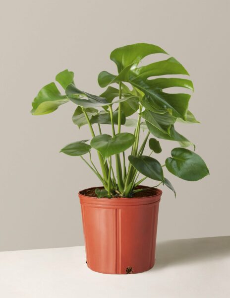 image of a potted house plant
