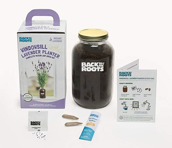 a lavender windowsill planter kit