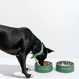 a dog eating from two personalize dog bowls